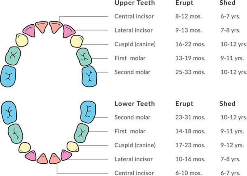 baby teeth diagram